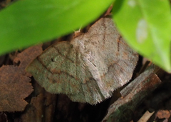 Metarranthis indeclinata