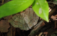 Metarranthis indeclinata