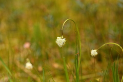 Triantha occidentalis