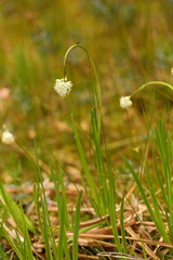 Triantha occidentalis