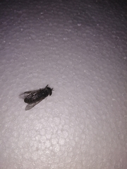 Tabanomorpha
