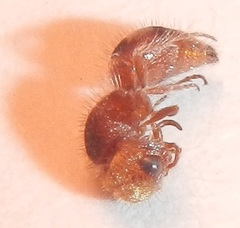 Pseudomethoca