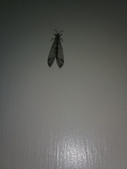 Dendroleon speciosus