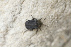 Thanatophilus lapponicus