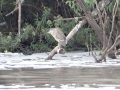 Nycticorax nycticorax