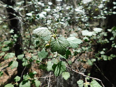 Ribes ciliatum