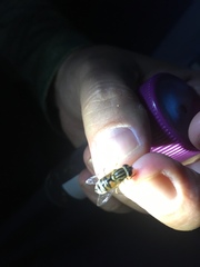 Helophilus latifrons