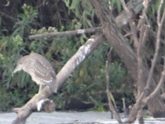 Nycticorax nycticorax