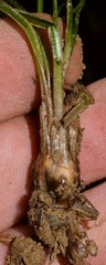 Isoetes melanopoda