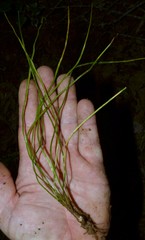 Isoetes melanopoda