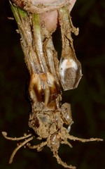 Isoetes melanopoda