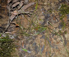 Isoetes melanopoda