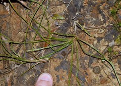 Isoetes melanopoda