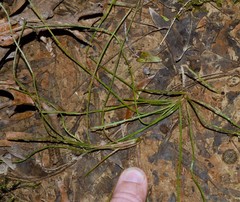 Isoetes melanopoda