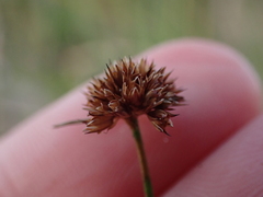 Juncus dregeanus