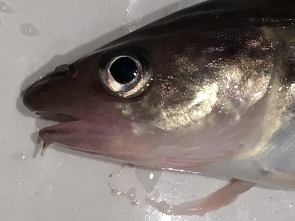 Pacific Tomcod (Microgadus proximus) - Marine Life Identification