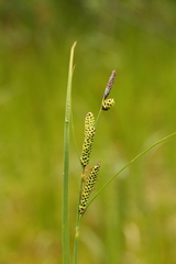 Carex kelloggii