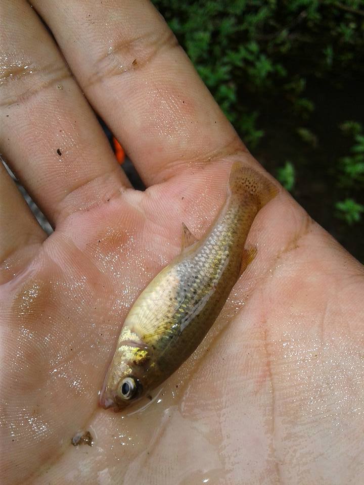 Leopard Splitfin in June 2017 by Jorge Vargas Ramírez · iNaturalist