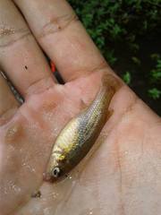 Leopard Splitfin photo 3