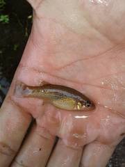 Leopard Splitfin photo 4