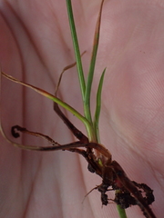 Juncus dregeanus