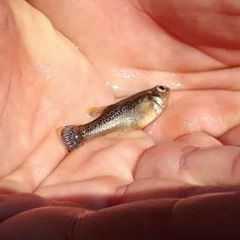 Leopard Splitfin photo 5