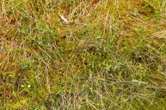 Carex pauciflora