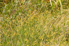 Carex pauciflora