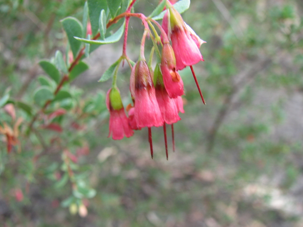 Homoranthus thomasii