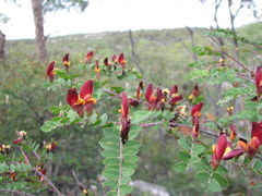Bossiaea carinalis
