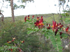 Bossiaea carinalis