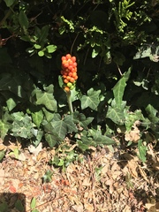 Arum maculatum