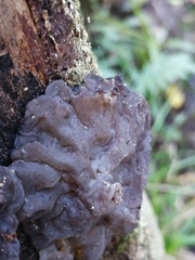 Exidia novozealandica