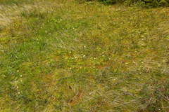 Triantha occidentalis