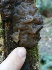Exidia novozealandica