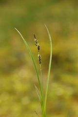 Carex stylosa