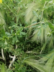 Potentilla supina