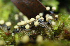 Elaeomyxa cerifera