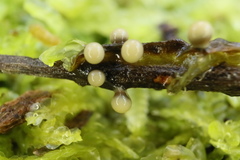 Elaeomyxa cerifera