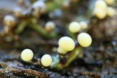 Elaeomyxa cerifera