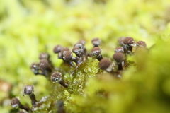 Elaeomyxa cerifera