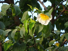Oncoba spinosa