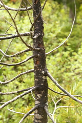 Cronartium ribicola