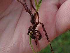 Juncus dregeanus