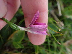 Chironia decumbens