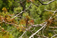 Cronartium ribicola