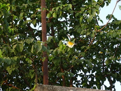Oncoba spinosa