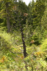 Cronartium ribicola