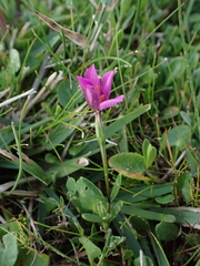 Chironia decumbens