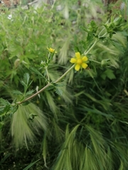 Potentilla supina